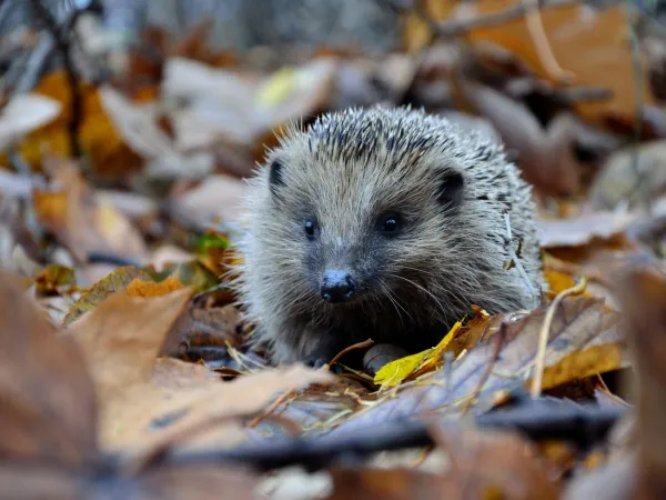 Igel auf Herbstlaub